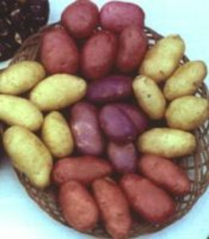 Genes are added to potatoes to make them produce more protein and nutritonal value