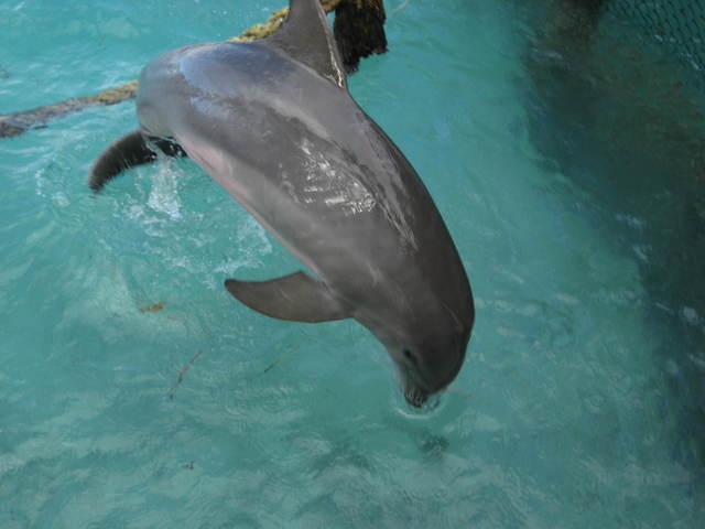 Swimming with the Dolphins