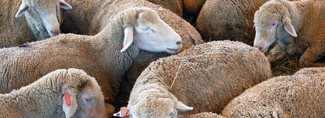 sheep industry thrives in Australia