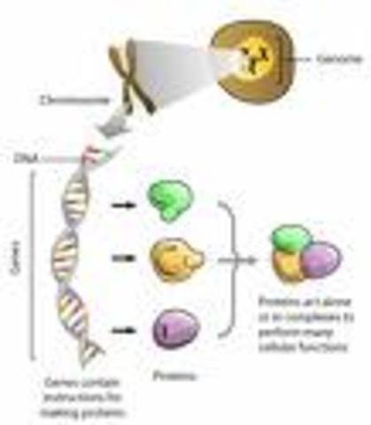 Human Genome Project begins