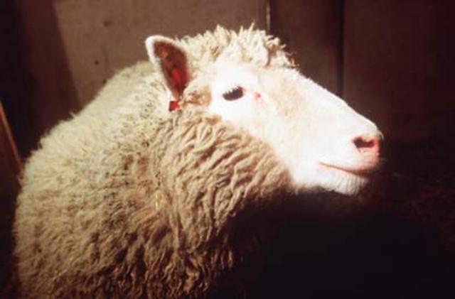 Researchers at Scotland's Roslin Institute clone a sheep named Dolly.