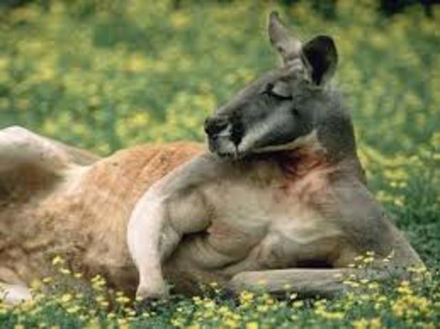 Kangaroo