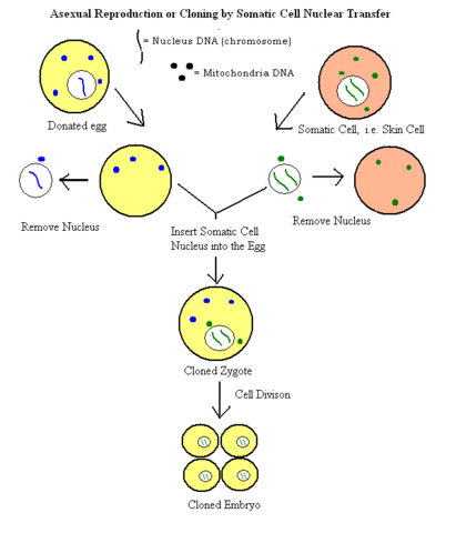 Banning Human Cloning and allowing Research involving embryos