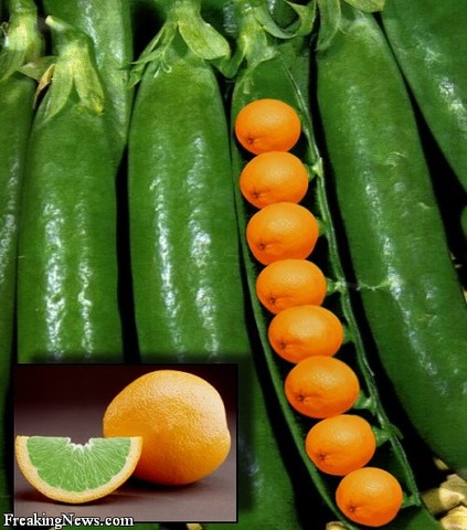 First GM Products Approved in Germany