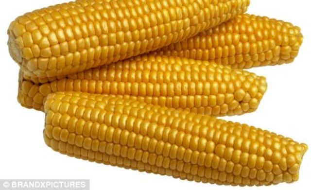 gm drought-tolerant wheat developed in victoria produces crops up to 20 percent higher than regular crops.