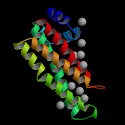 Discovery of Invertase