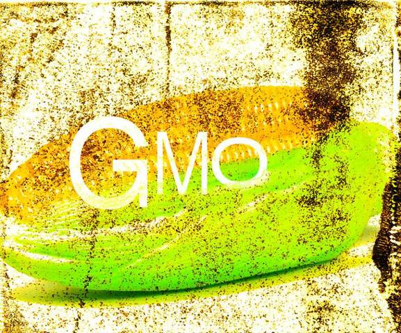 GM crops of predominantly soy, cotton, canola, and corn are planted