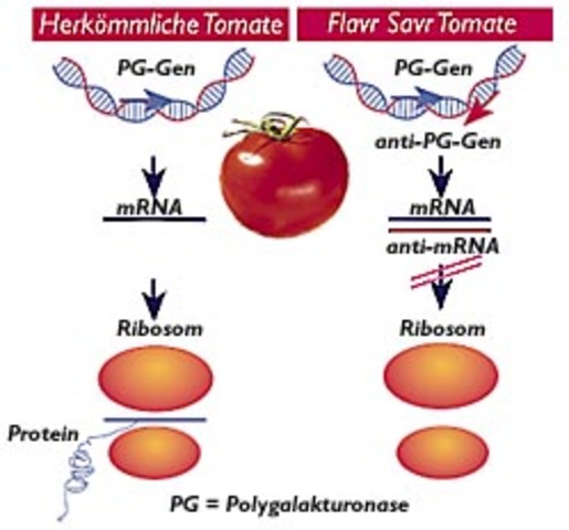 The FlavrSavr Tomato
