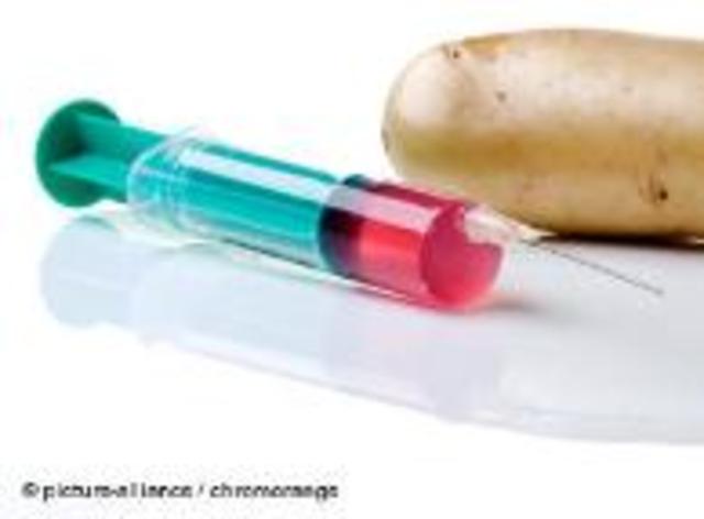 Researchers test GM vegetables