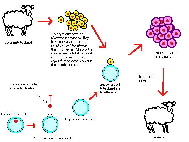 The US food and drug administration issue that food from cloned animals is just as safe as from noncloned animal