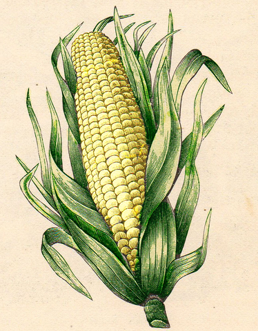 Oil is First Extracted from Corn