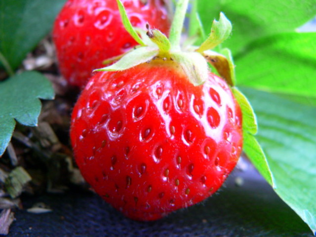 Steven Lindow tests genetically engineered bacteria