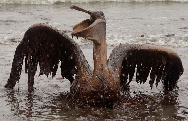 Deepwater Horizon Oil Spill