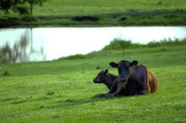 Sarah teaches Anna and Caleb how to swim.