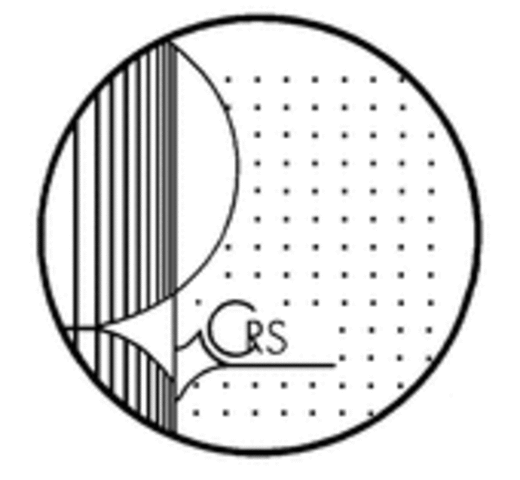 Conservatório Regional de Setúbal