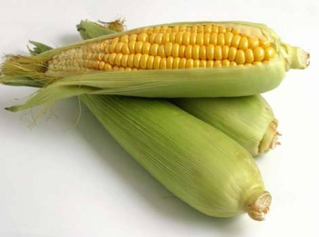 Cross-fertilization in corn discovered