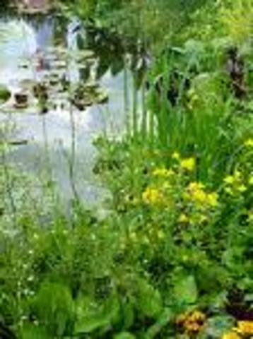 Plants are enabled to grow in salt water