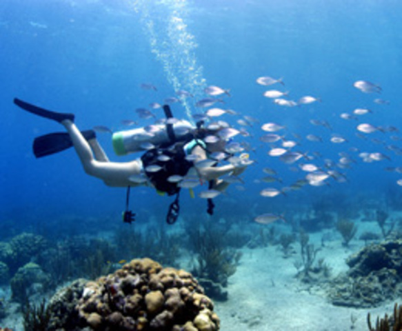 Wanted to be a marine biologist