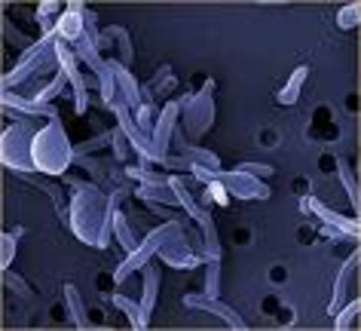 The firm Genetic Sciences inject genetically-modified microbes into trees.