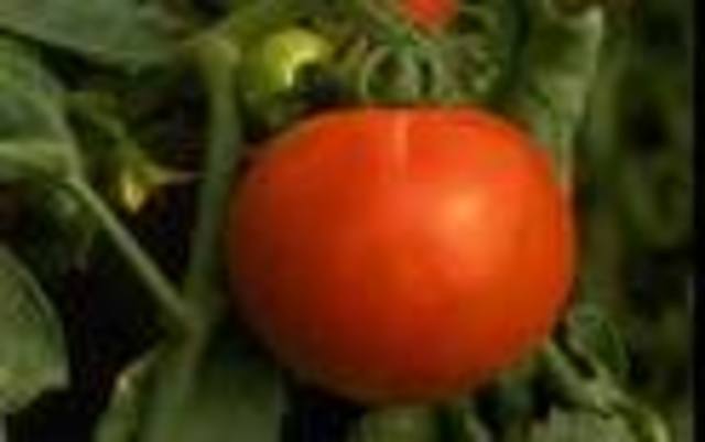 FlavrSavr the first genetically modified food product was approved.