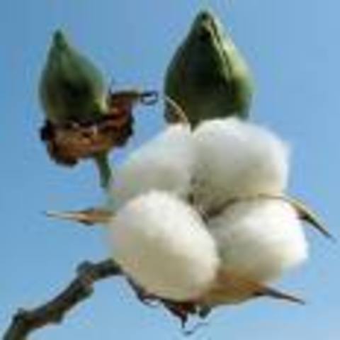insect resistant cotton is grown commercialy.