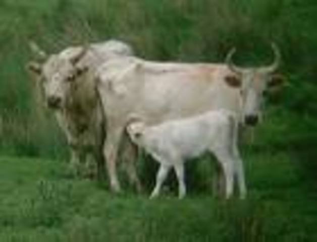 Endangered Cattle are cloned in the US