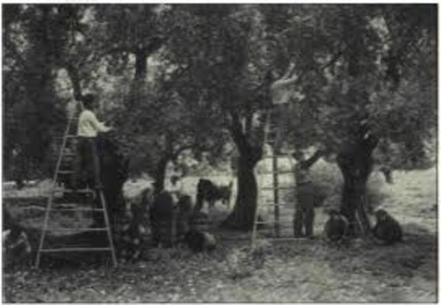 Ολοκλήρωση της αγροτικής μεταρρύθμισης