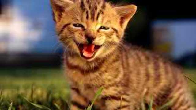 Promoted to Women's Team Lead