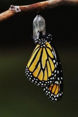 Butterfly Gets Out Of Cocoon