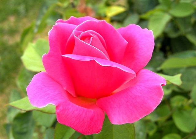 Alosi Konstantinoypolis