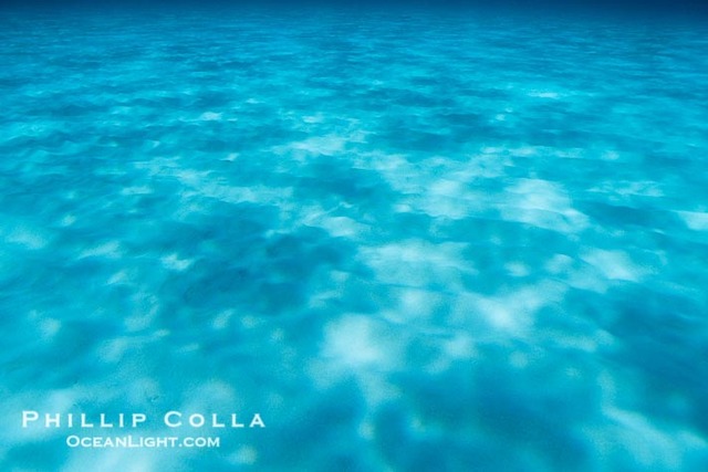 Day 1 -Reseach habitat and create species