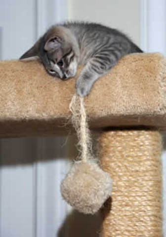 sox learns to scratch