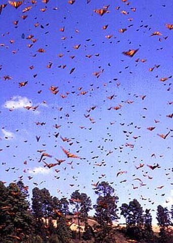 Butterflies Go North