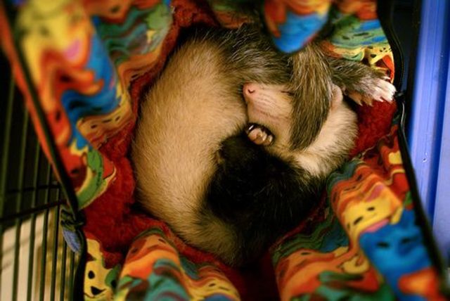 The ferrets of today