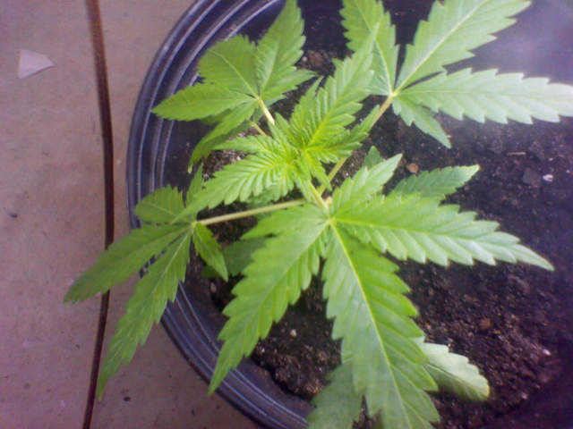 Trayvon's pot use, texts, school suspension banned