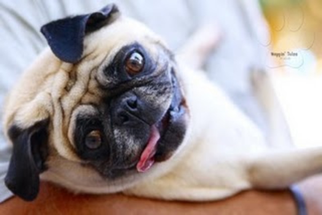 my first visit to redwood kennels