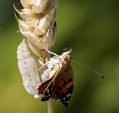 Day 10 - Out comes a....BUTTERFLY!