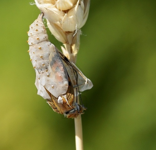 Day 10 - Out comes a....BUTTERFLY!