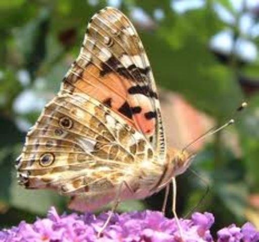 Day 10 - Out comes a....BUTTERFLY!