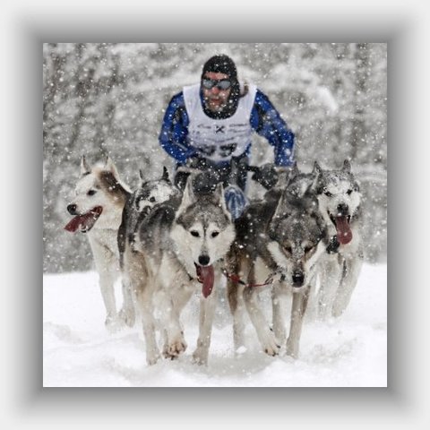 Sled-dog racing