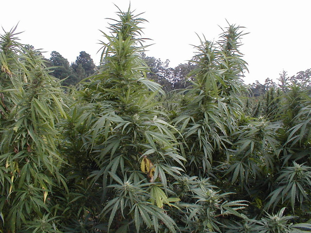 DEA Again Rejects Craker's Application to Grow Marijuana for Government