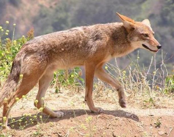 Coyote Finishes his work