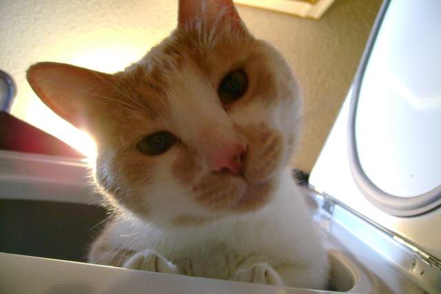 Garfield can to live with me!