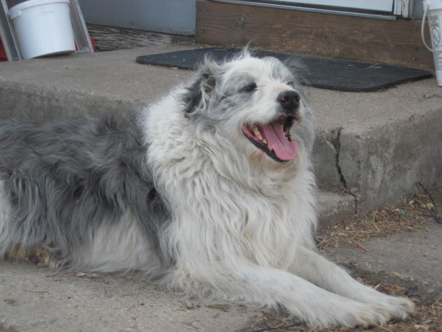 Aussie was adopted into the family