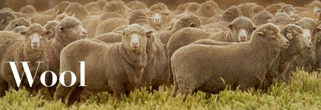 Australian Wool Exports