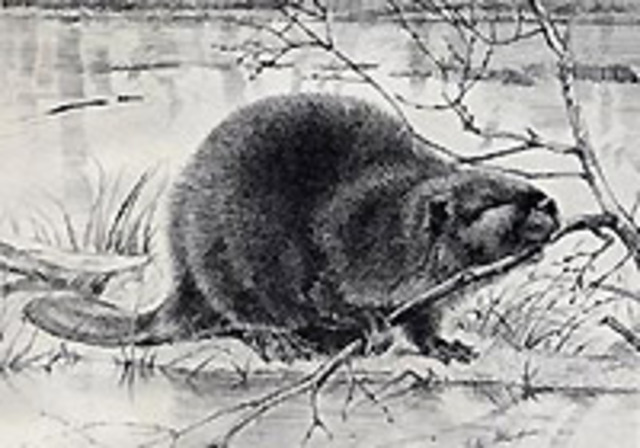 Changed name to Minot State Teacher's College