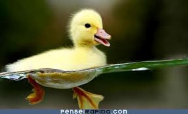 Começo da vida escolar