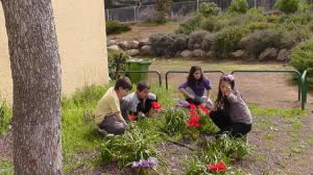 אקולוגיה בתקשורת מחשבים - דרך רשת עמל