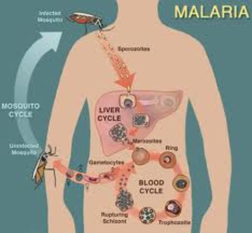 Cicle de la Malaria