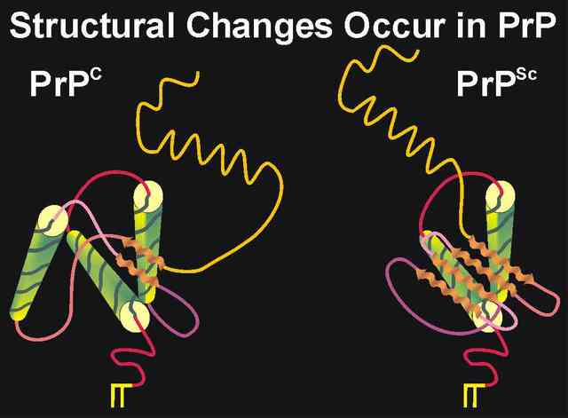 Prions: Encefalopatia espongiforme bovina o malaltia de les vaques boges